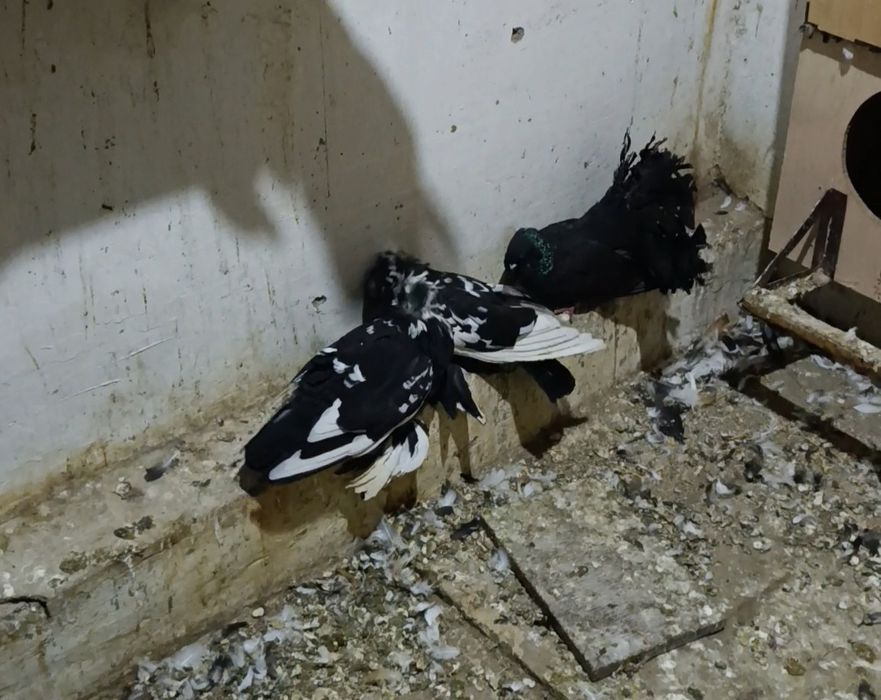 Бухарские барабанщики разных цветов