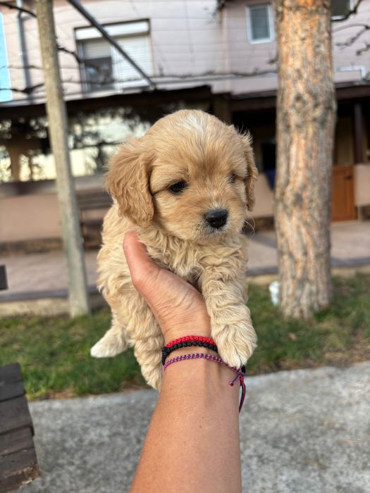 Кавапу///Cavapoo