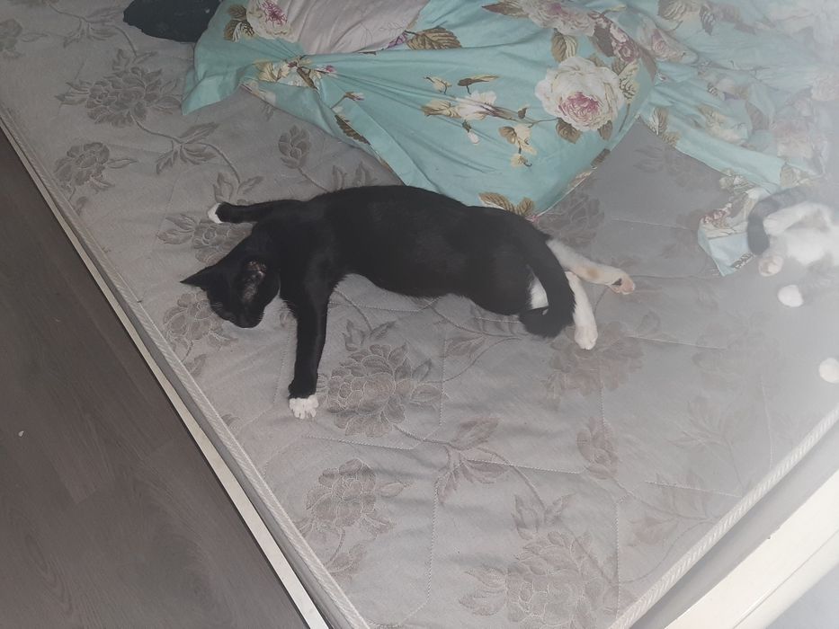 Отдам бесплатно кошку чёрную