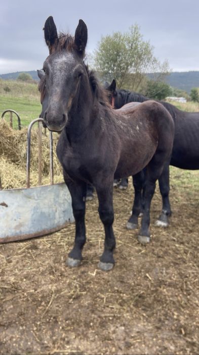 Vand manz percheron original