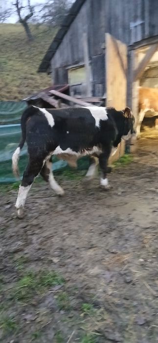 Vaca si vitel pentru sacrificare