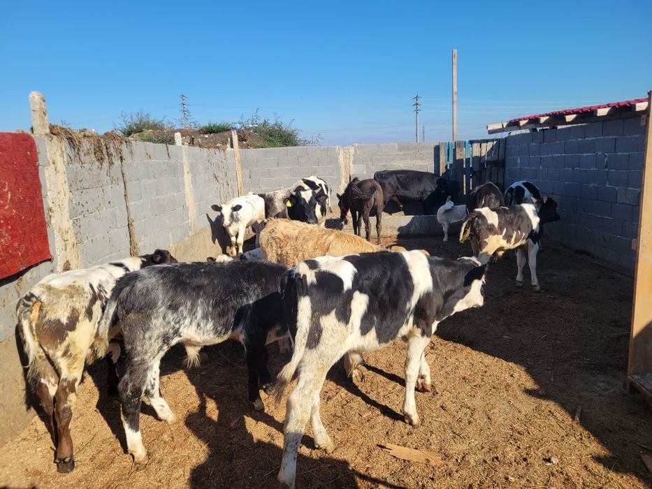 Vând vitei de carne ,jud olt corabia prețul 30milione bucata,