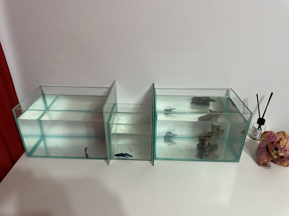 Pesti betta rari : koi,nemo,plakat.veiltail,shortfin,marble,halfmoon