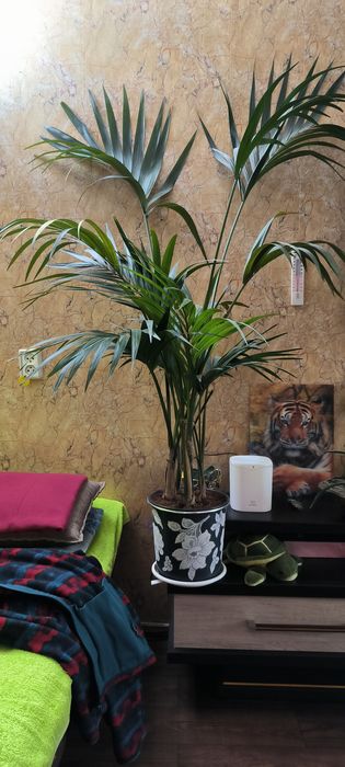 Пальмы, цветы,различные растения.