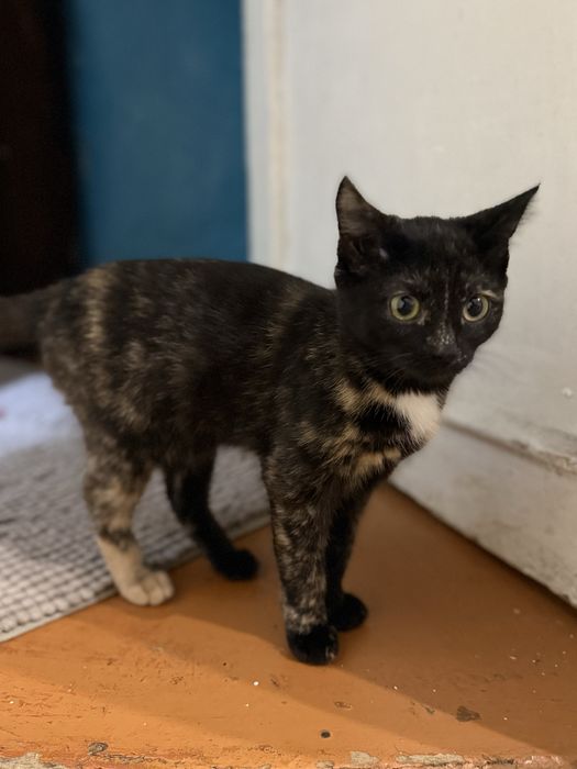 Отдам котят 6 месяцев