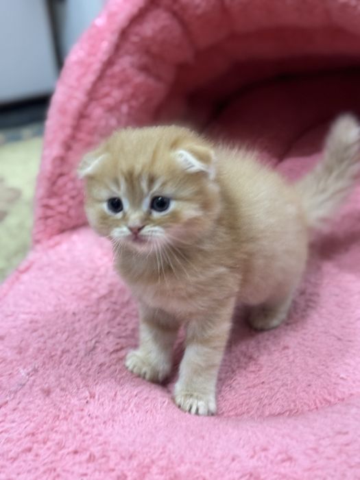 Котята  скотиш фолд