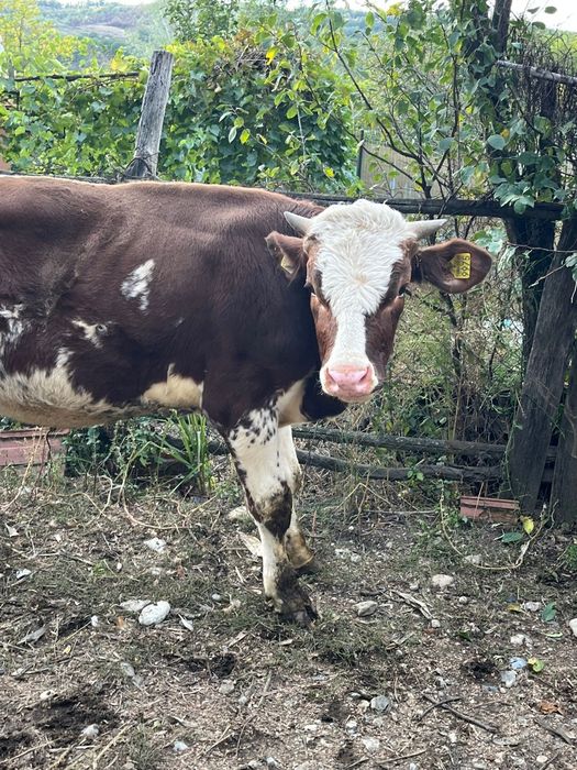 Vițel vârstă 9 luni