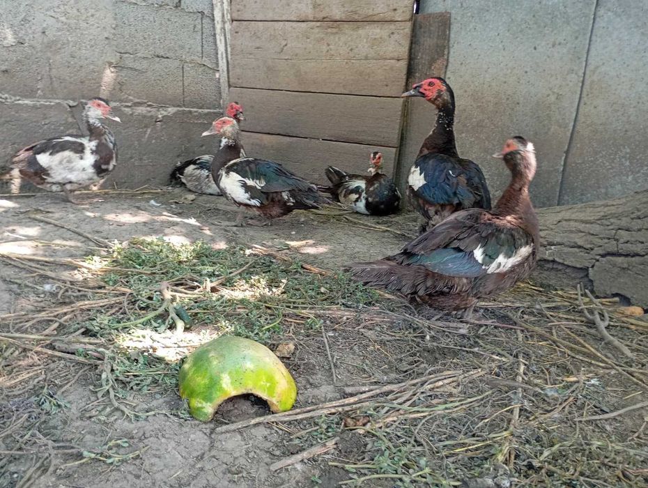 Rațe leșești de vânzare