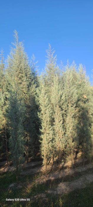 Голубой кипарис арчалар сотилади