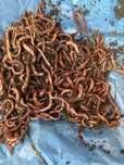 Momeli naturale pentru pescuit – rame roșii/negre și lipitori
