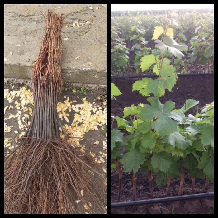 Butași viță de vie altoită sau hibrida