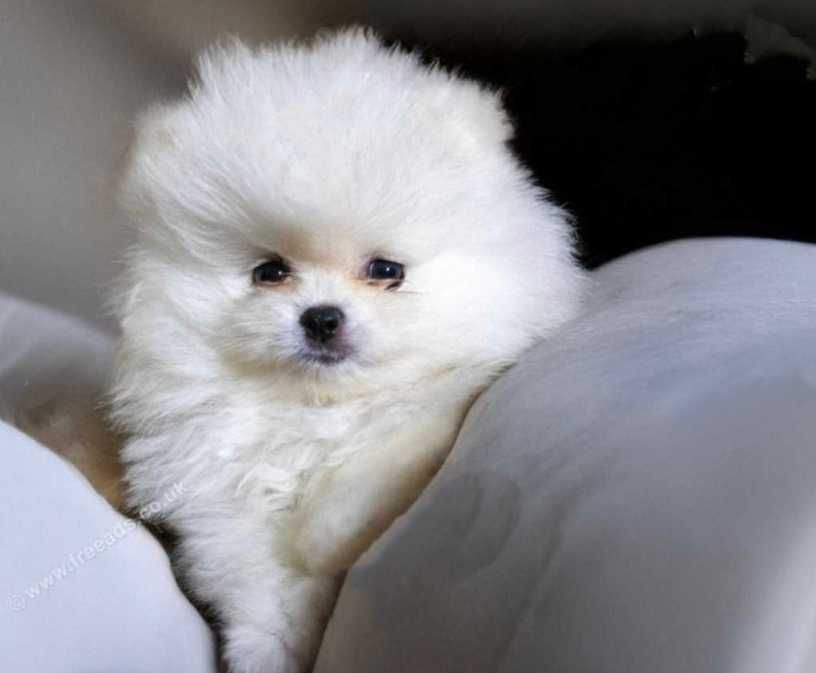 Померан мъжко и женско