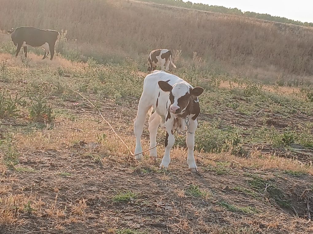 Vând tauras de aproape 3 săptămâni
