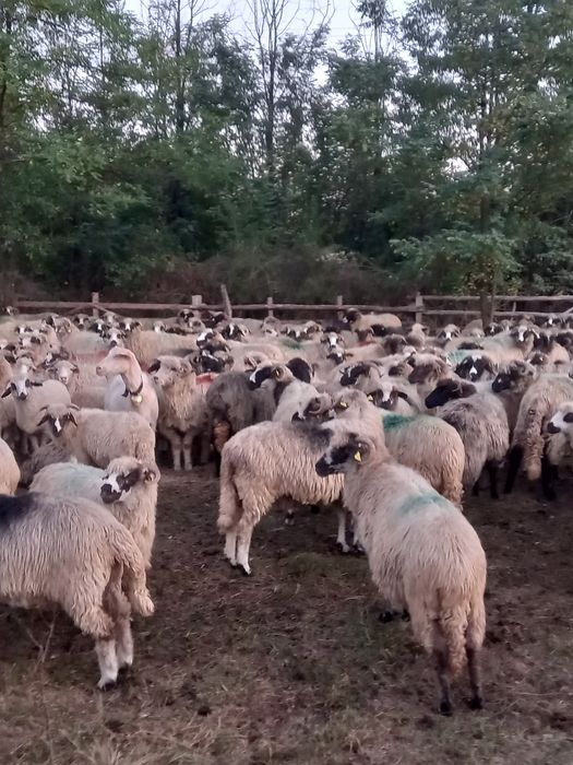 Oi noatini și berbeci 430 lei