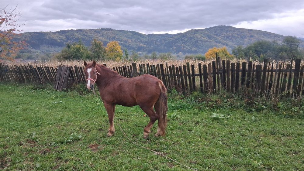 Vând cal cuminte,castrat
