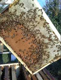 Roiuri de albine
