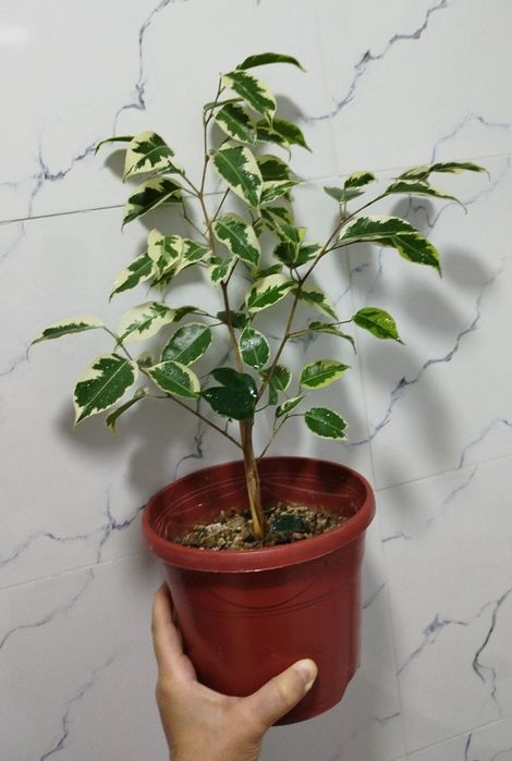 Fikus Benjamin varigatniy