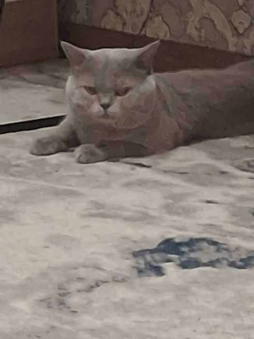 Продаётся шикарный котёнок шотландский вислоухий скоттиш фолд девочка