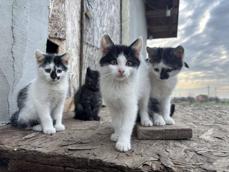 Donez pisica , varsta 2 luni