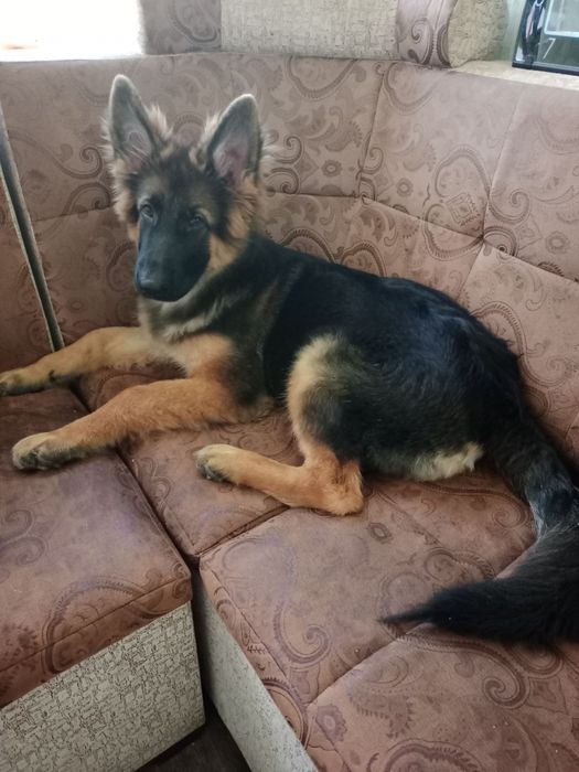 Щенок немец 5 месяцев срочно