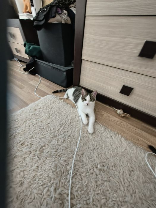 Donez un motanel iubitorilor de animale