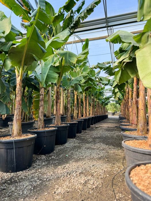 Vand bananieri, banan ( plante exotice în România  ) palmieri, cycasi