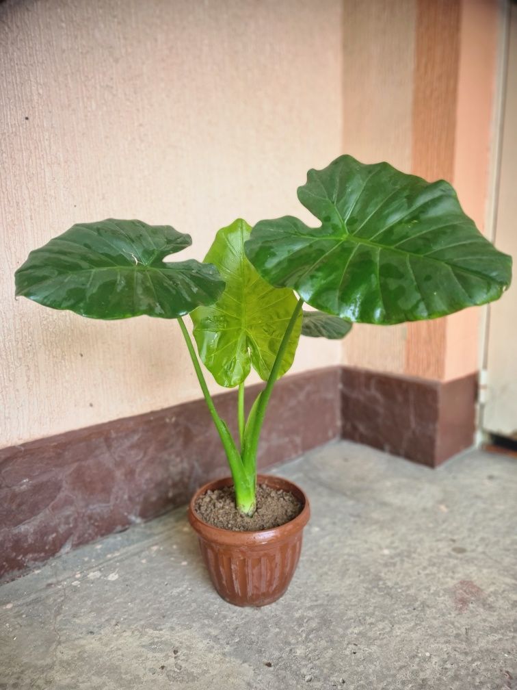 Armaguli sotiladi