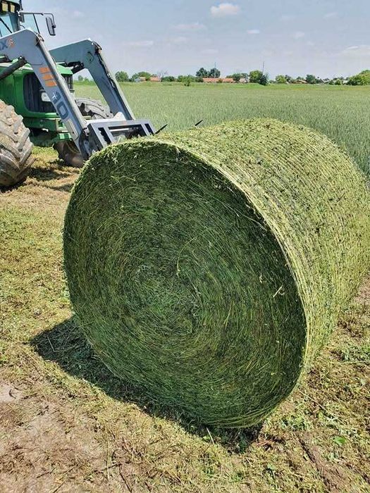 продавам люцерна хубава зелена