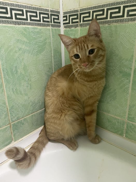 Ищу любящую семью для особенного рыжего котика — Апельсина