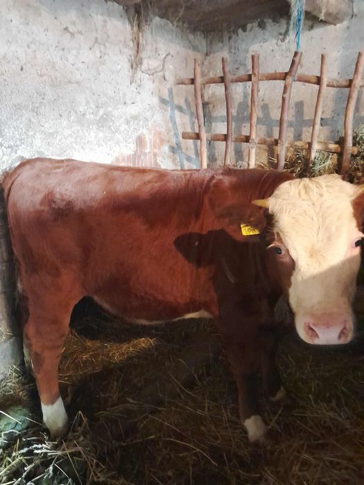 Vitea 8 luni baltata românească