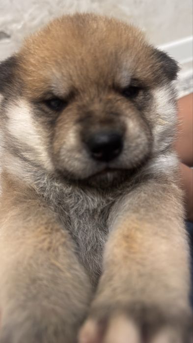 красивый  щенок Японской Акита Ину