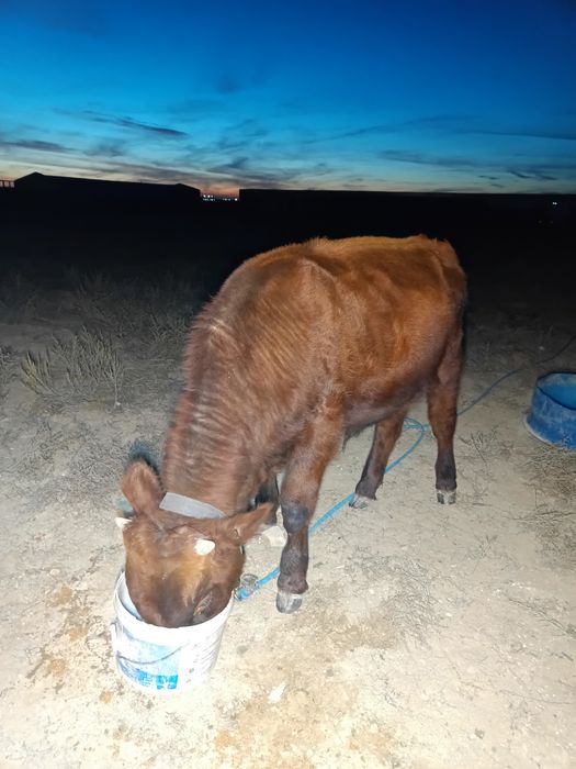 Баспақ сатылады 8 ,9 айлық