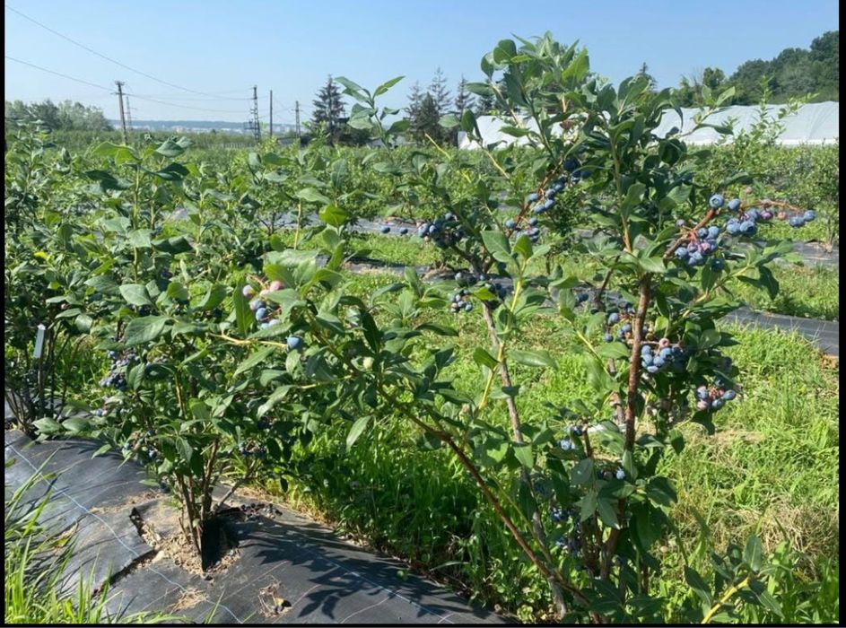 Servicii tăieri pomi, viță de vie, arbuști și arbori ornamentali