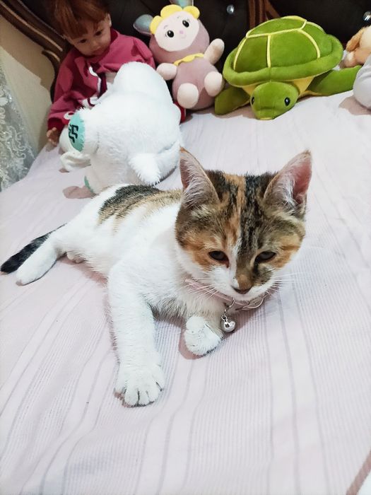 Mushuk sotiladi uy mushuk