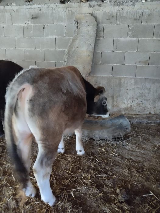 Мъжки телета 2бр