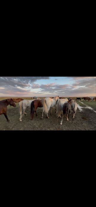20  кабыл продается в бухаржырауском районе !!