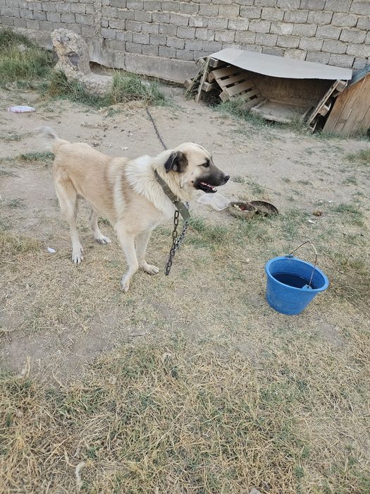 1000 тнг продаю собаку