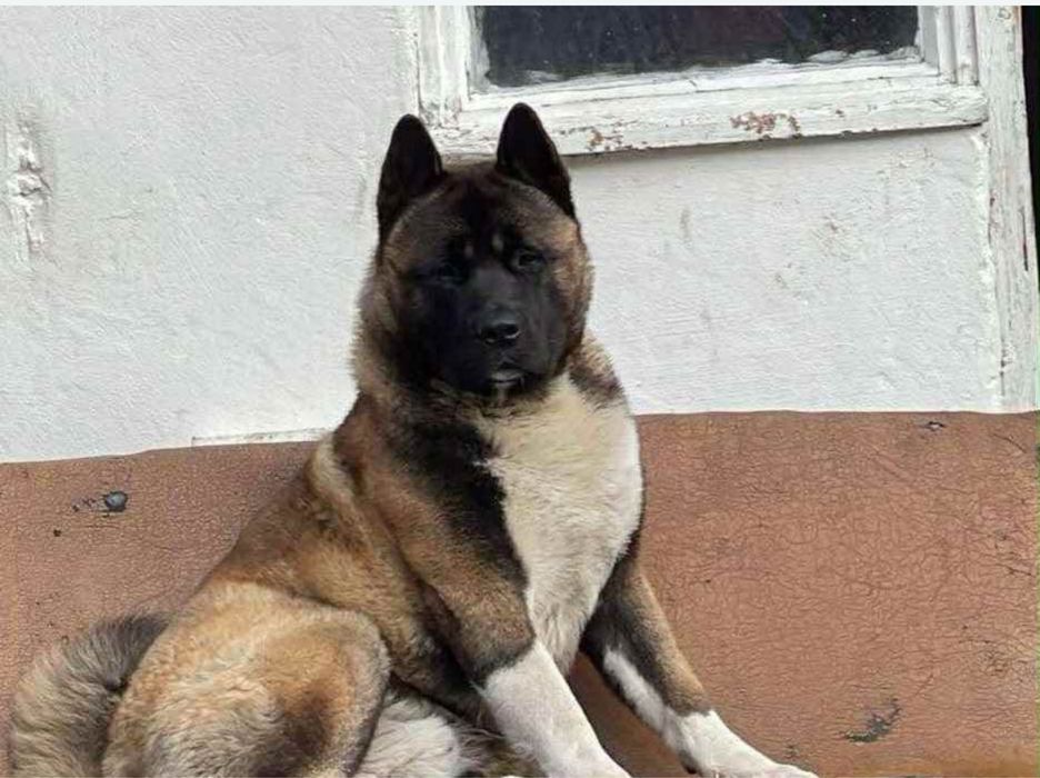 Akita American 4 luni