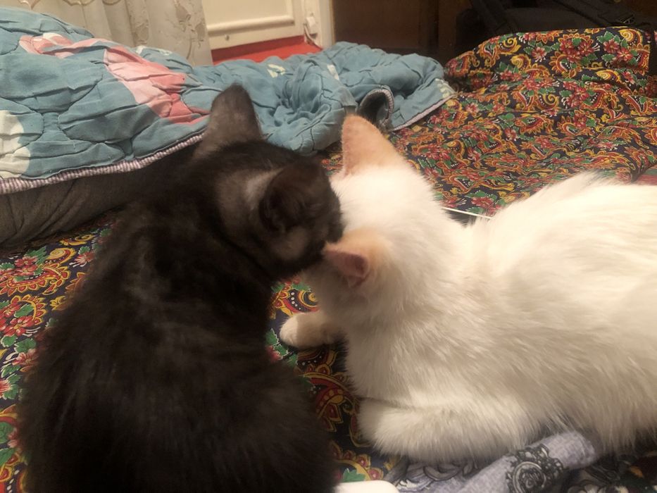 Отдам даром 2 котика на добрые руки