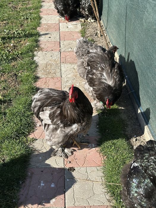 Familie cochinchina urias albastru