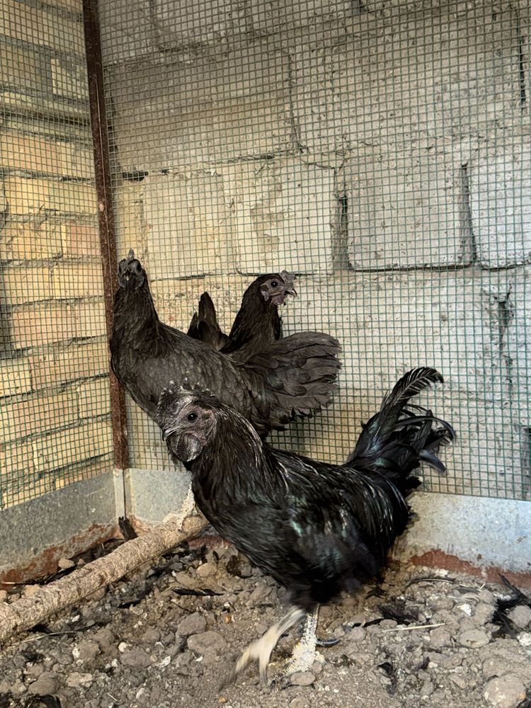 Uxeyul va ayam semani tovuq xo’rozlar sotiladi
