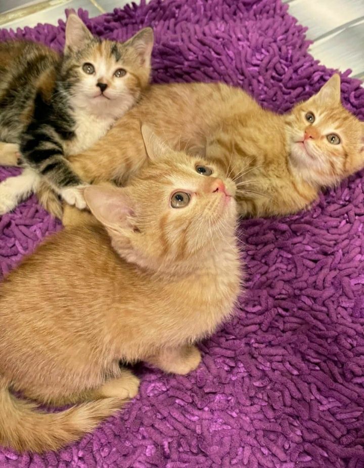 Отдам котят в добрые руки