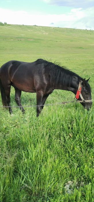 Mânz castrat, 3 ani jumate