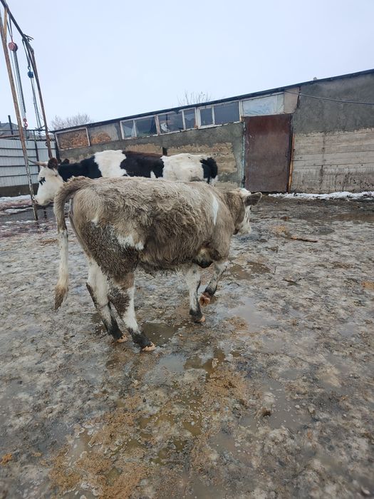 Потсос ұрғашы  сатылады