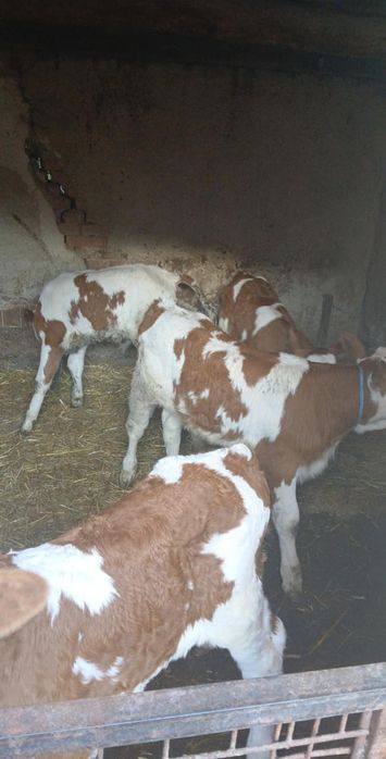 De vanzare 2vitele si 2taurasi de o luna jumătate