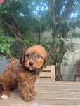 Fetita Maltipoo toy F1 cu carnet de sanatate