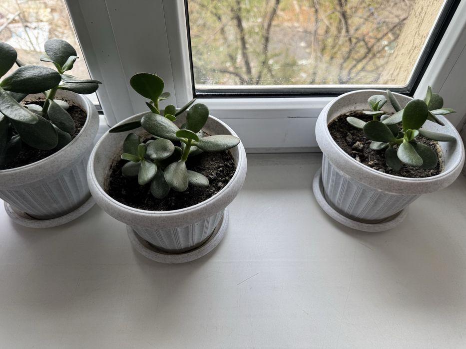 Цветы домашние бесплатно