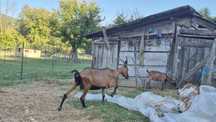 Capra alpina franceza + ied