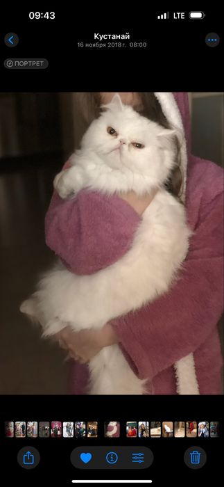Отдам в добрые руки Персицкую кошечку 7 лет стерелезовпная