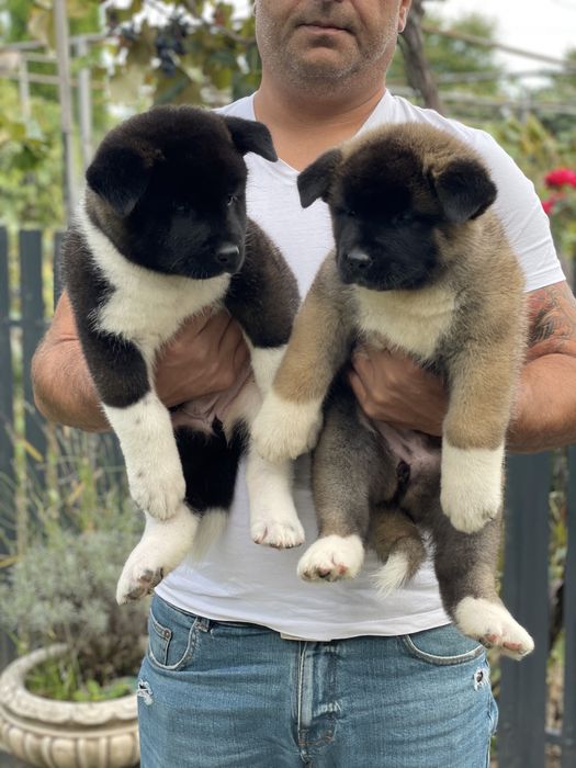 Akita American/Pedigree